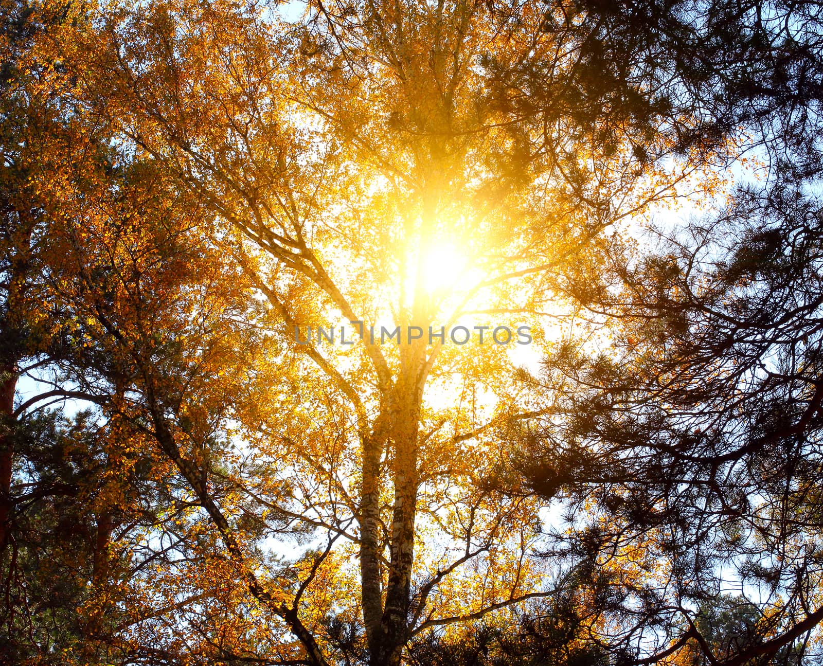 Top of the Autumn Tree with the Sunlight