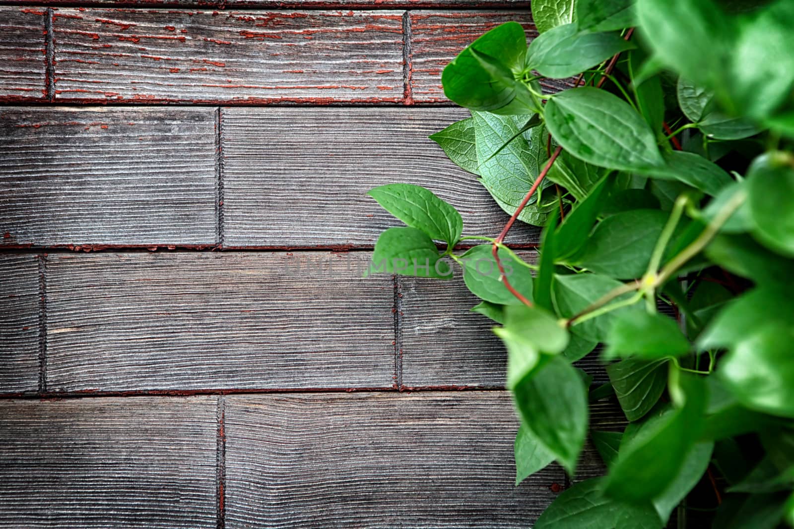 Wooden Background with Green Leaves by sabphoto