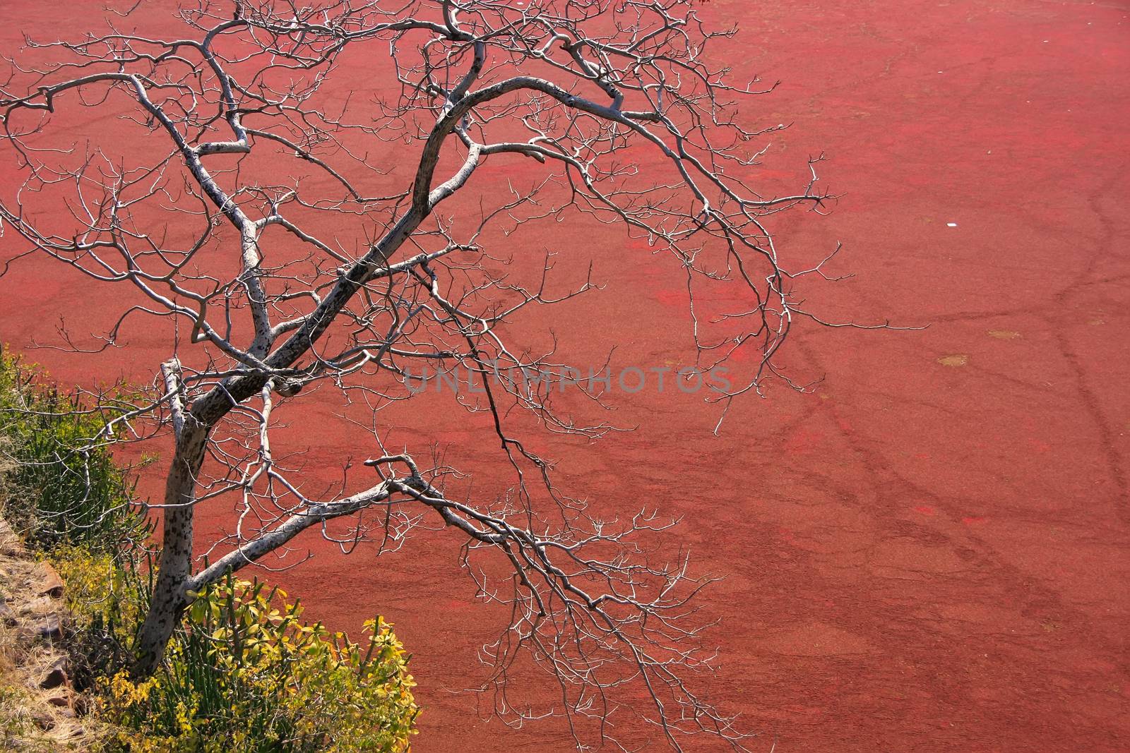 Tree without leaves against red pond, Ranthambore Fort, Rajasthan, India