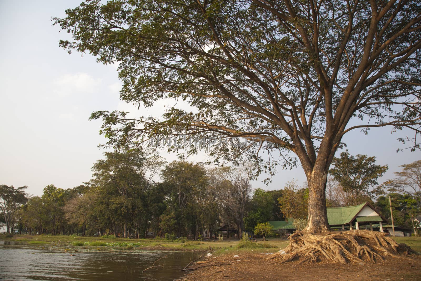 Large trees near water sources Large trees in the park areas.