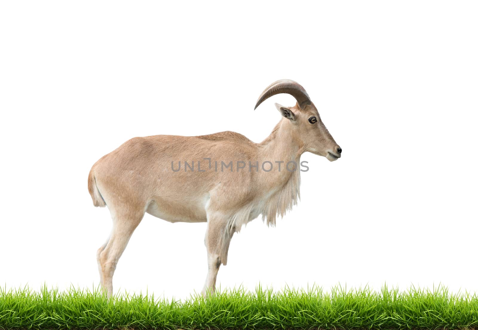 female Barbary sheep with green grass isolated on white background