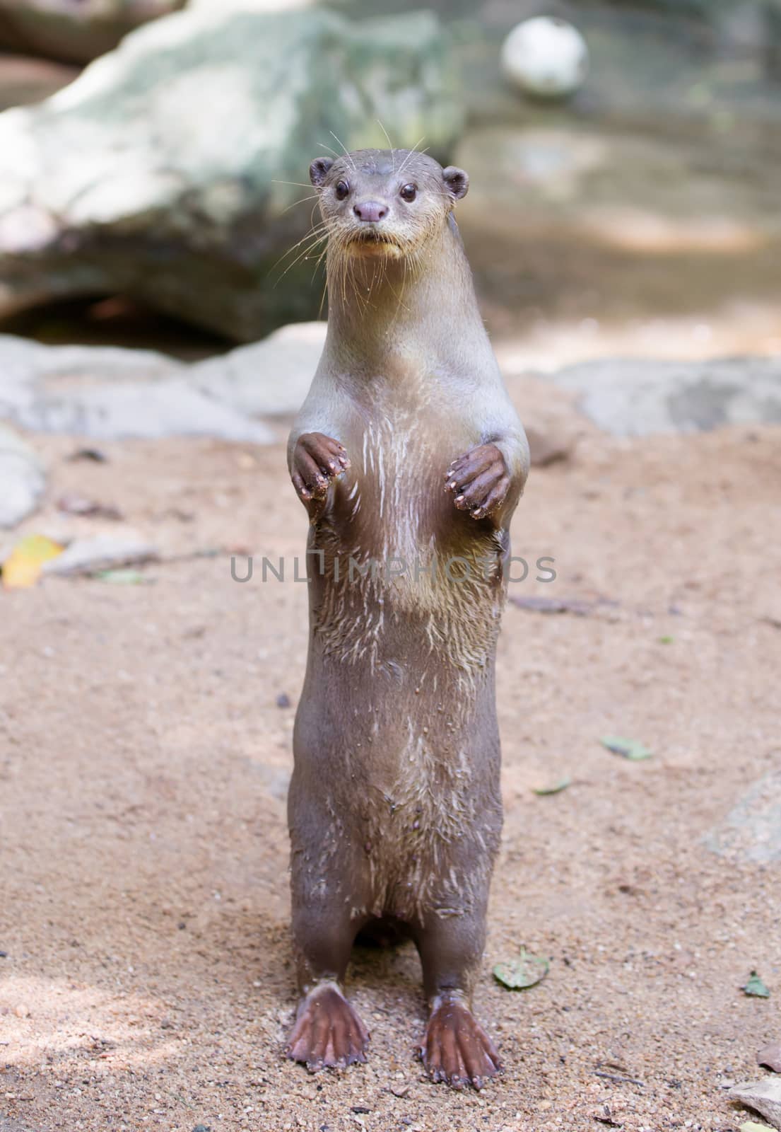 Smooth-coated otter by anankkml