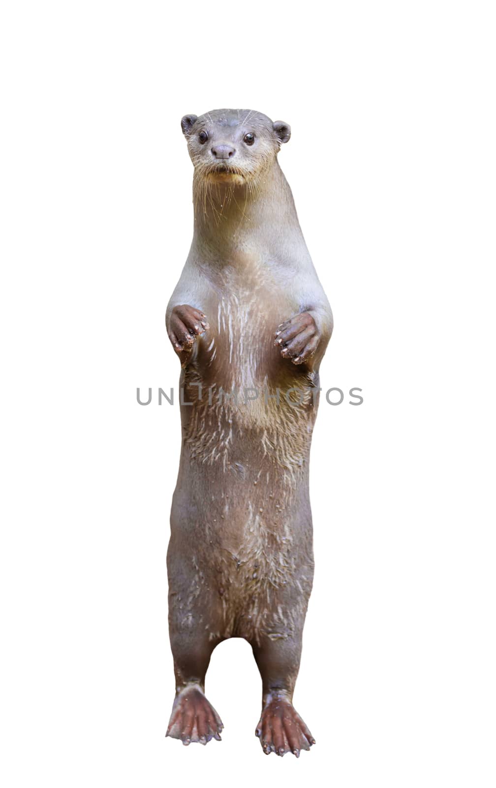 Smooth coated otter ( Lutrogale perspicillata ) isolated on white background