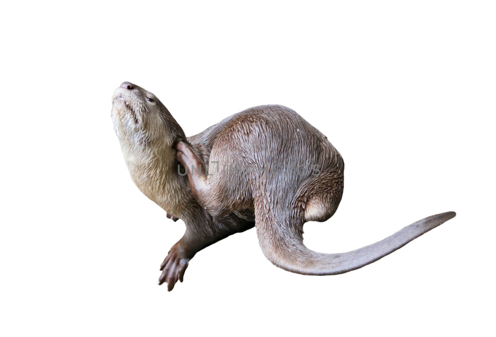 Smooth coated otter ( Lutrogale perspicillata ) isolated on white background