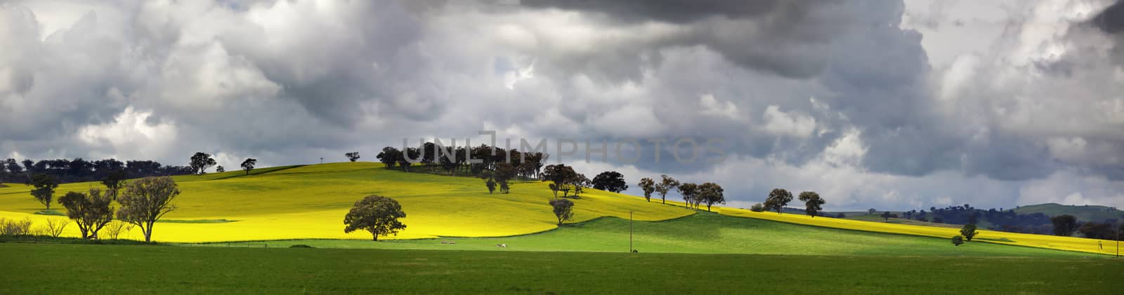 Picturesque views from Sunnyside Road, Cowra.  Menacing storm clouds over undulating fields of flowering canola  now and then give way to golden sunshine which lights the landscape in light and shadow