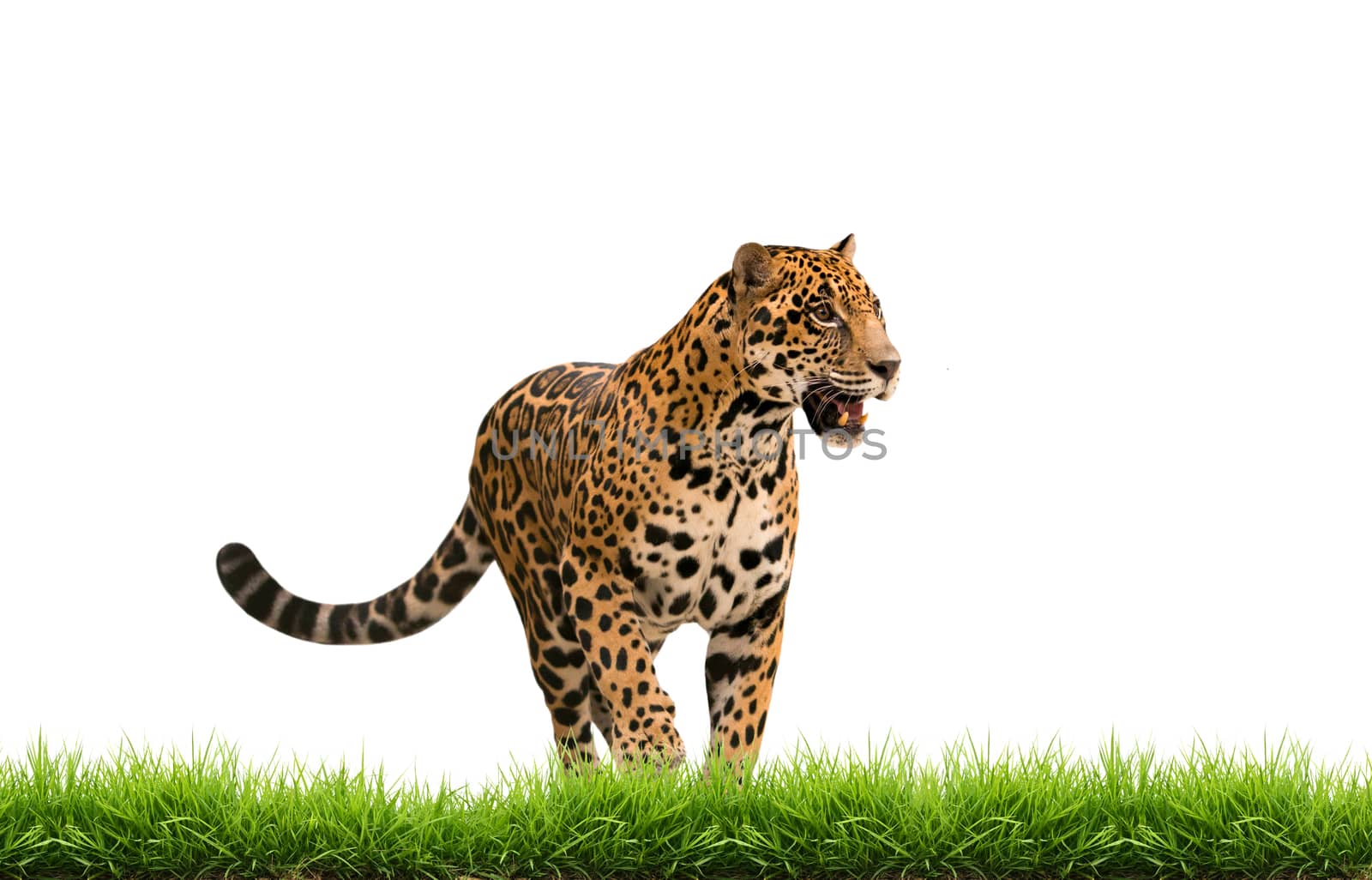 jaguar ( panthera onca ) with green grass isolated on white backgrond