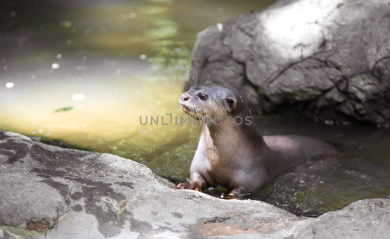 Smooth coated otter ( Lutrogale perspicillata )