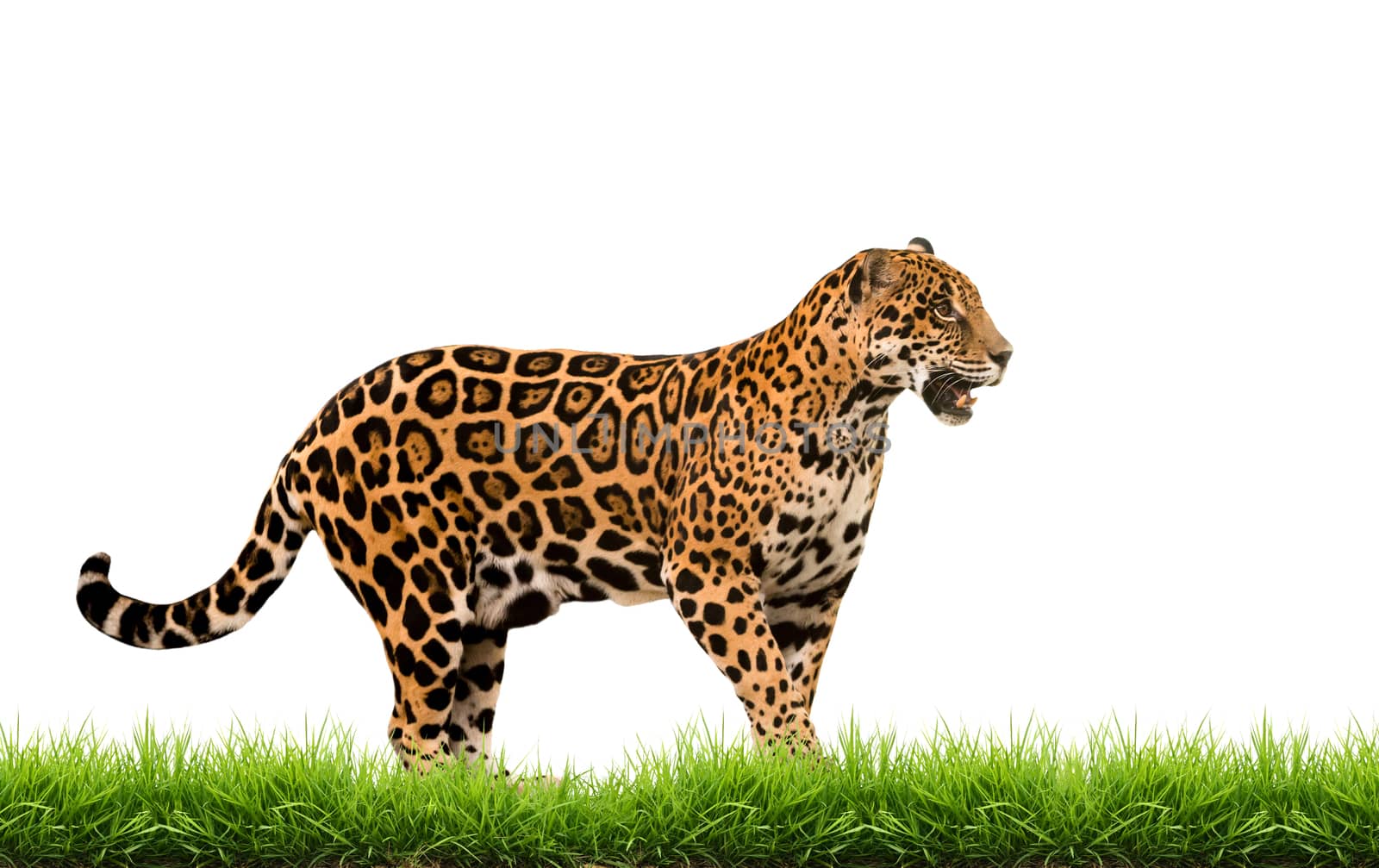 jaguar ( panthera onca ) with green grass isolated on white backgrond