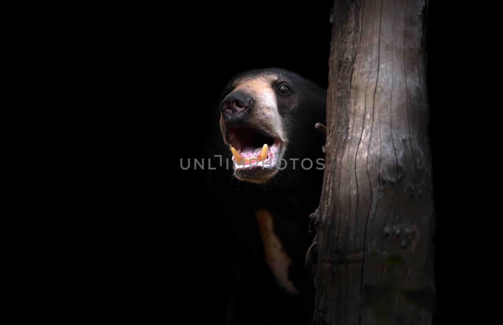 malayan sun bear standing in the dark