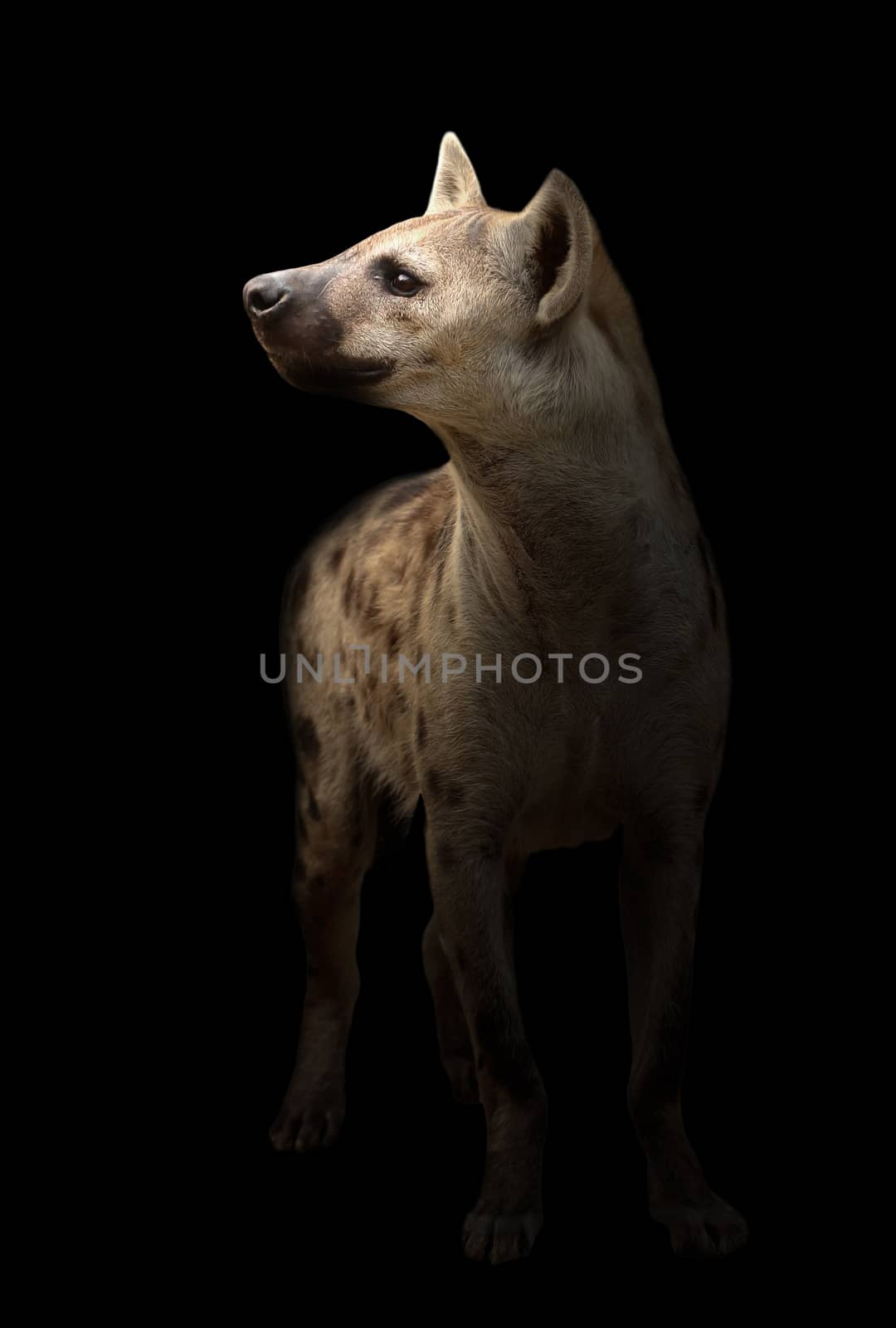 spotted hyena in the dark by anankkml