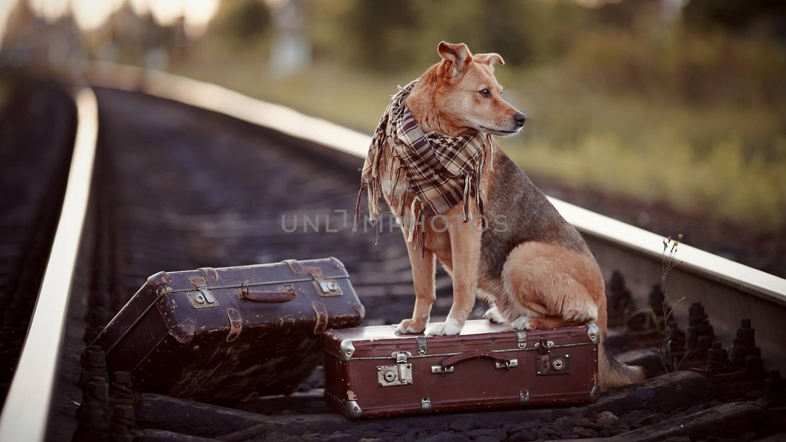 Dog on rails with suitcases. The dog looks for the house. The dog waits for the owner. The lost dog. Mongrel on the road. Dog on rails. Dog with suitcases. Not purebred dog on the road. Traveler. Vagrant dog. Tramp.