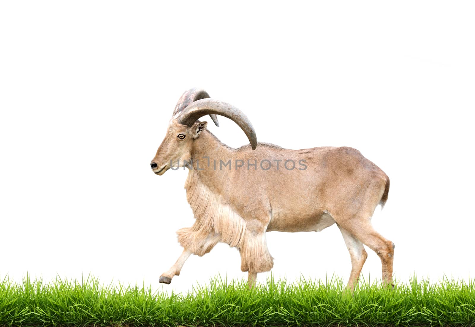 male Barbary sheep with green grass isolated on white background