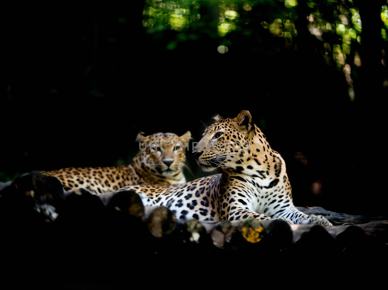 jajuar ( panthera onca ) resting on timber