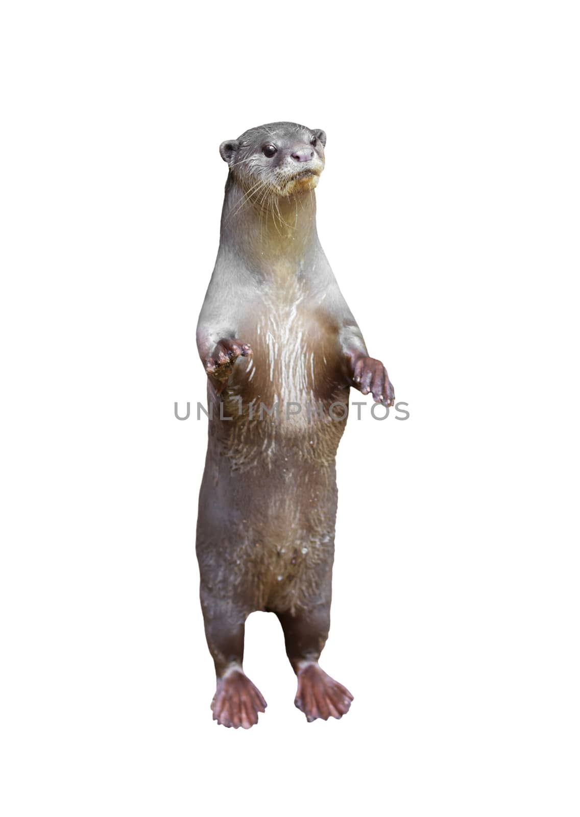 Smooth coated otter ( Lutrogale perspicillata ) isolated on white background