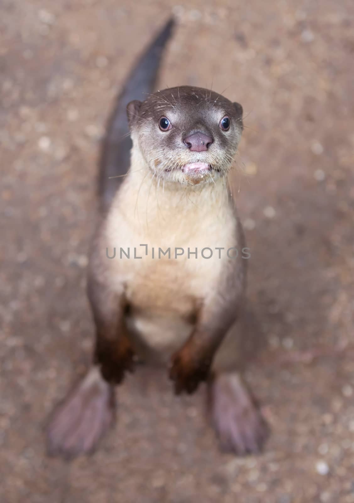 Smooth coated otter ( Lutrogale perspicillata )