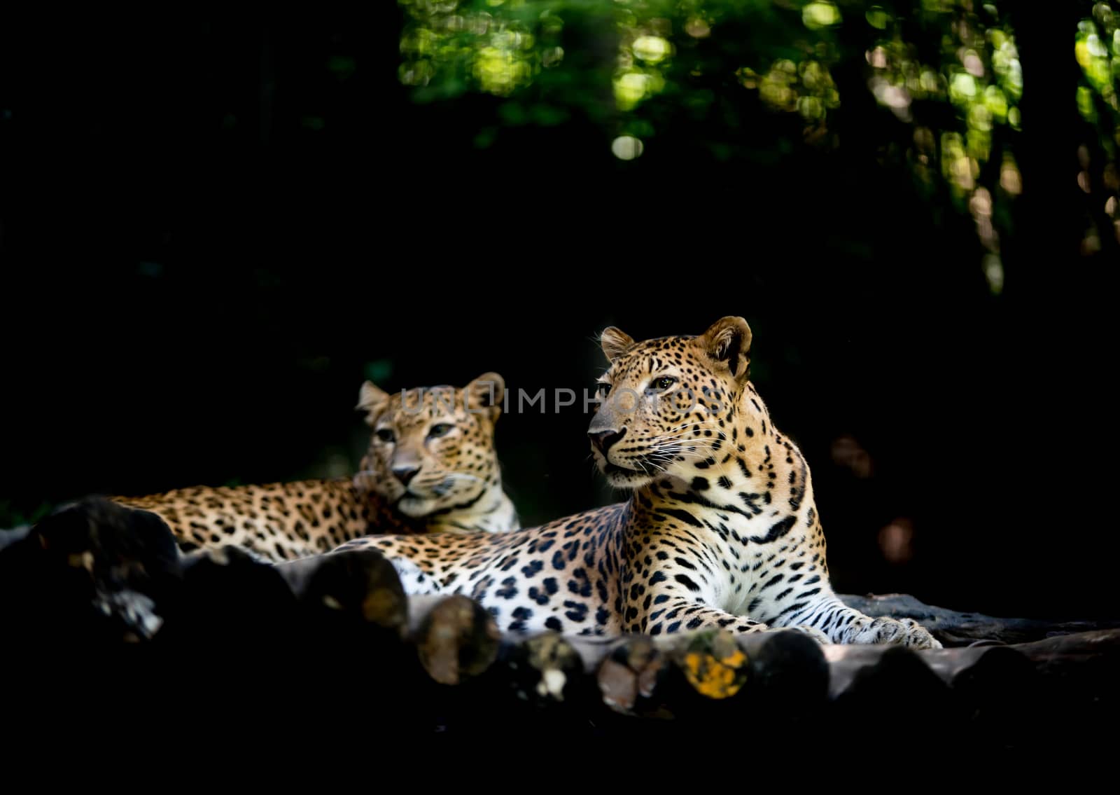 jajuar ( panthera onca ) resting on timber