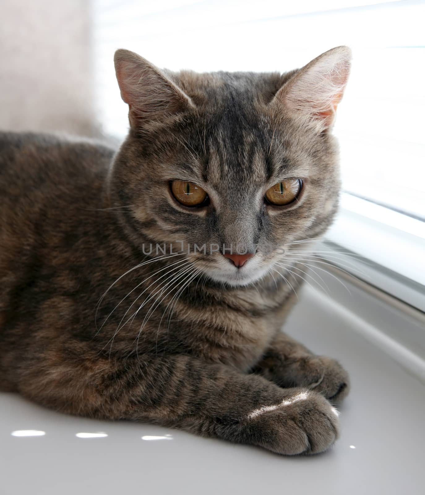 Portrait of a pet - British gray cat closeup