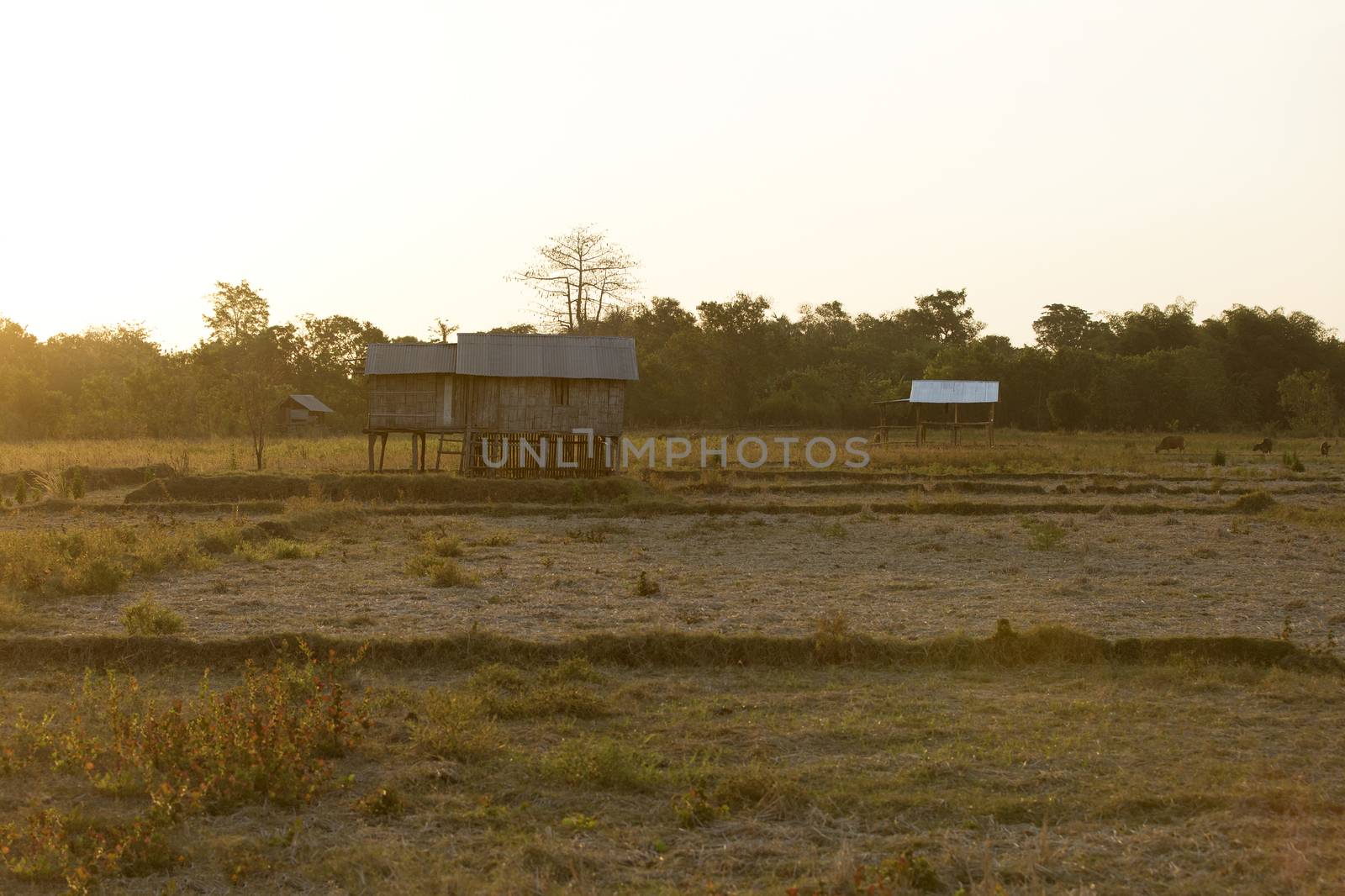 Flores Farmland by kjorgen