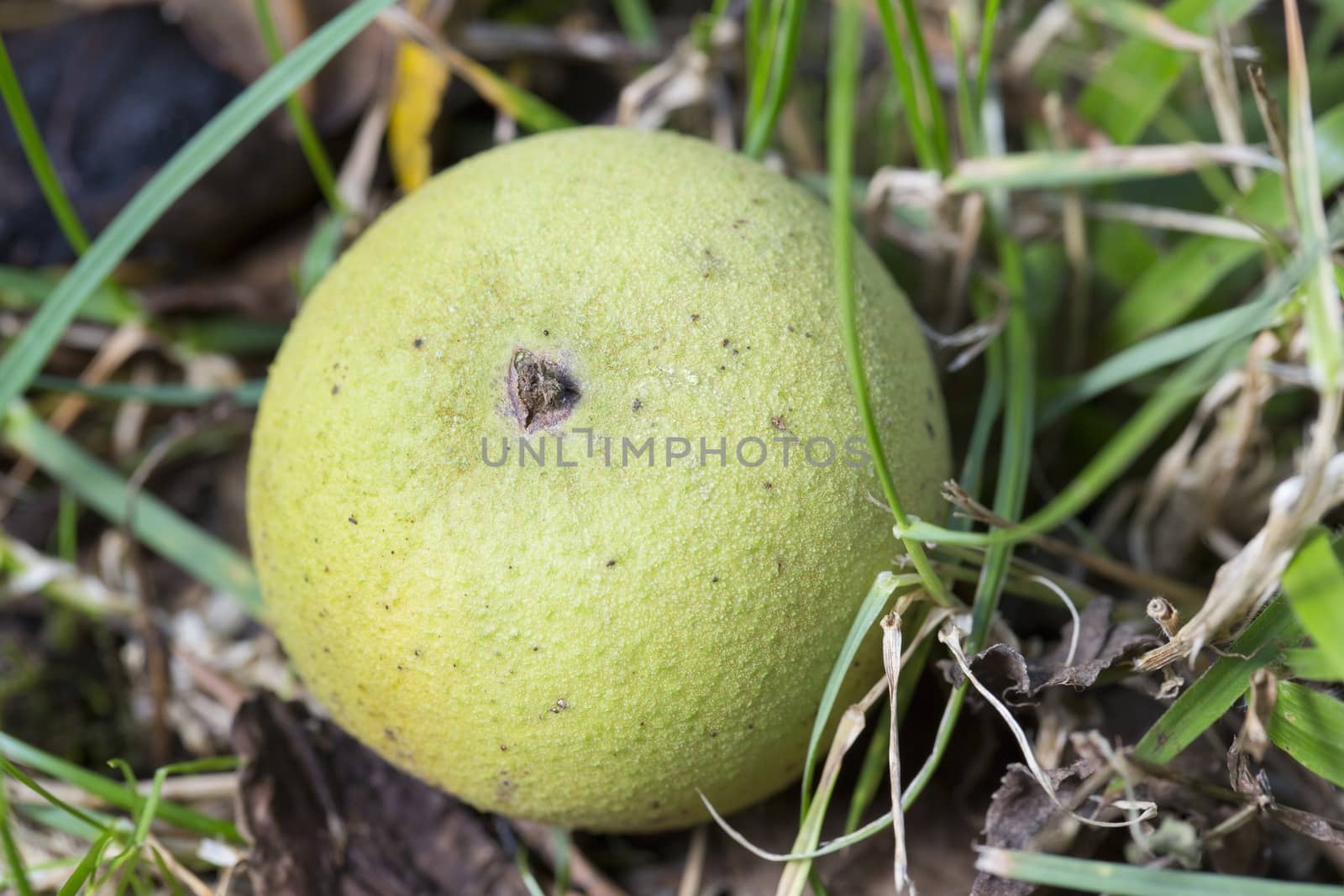 Close picture of a walnut fruit falled in the grass.