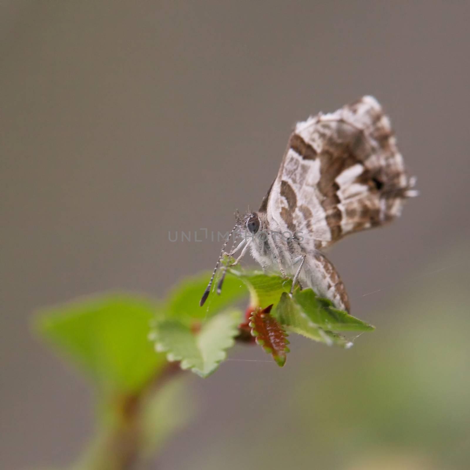 Brown butterfly leaning on leaf, close up