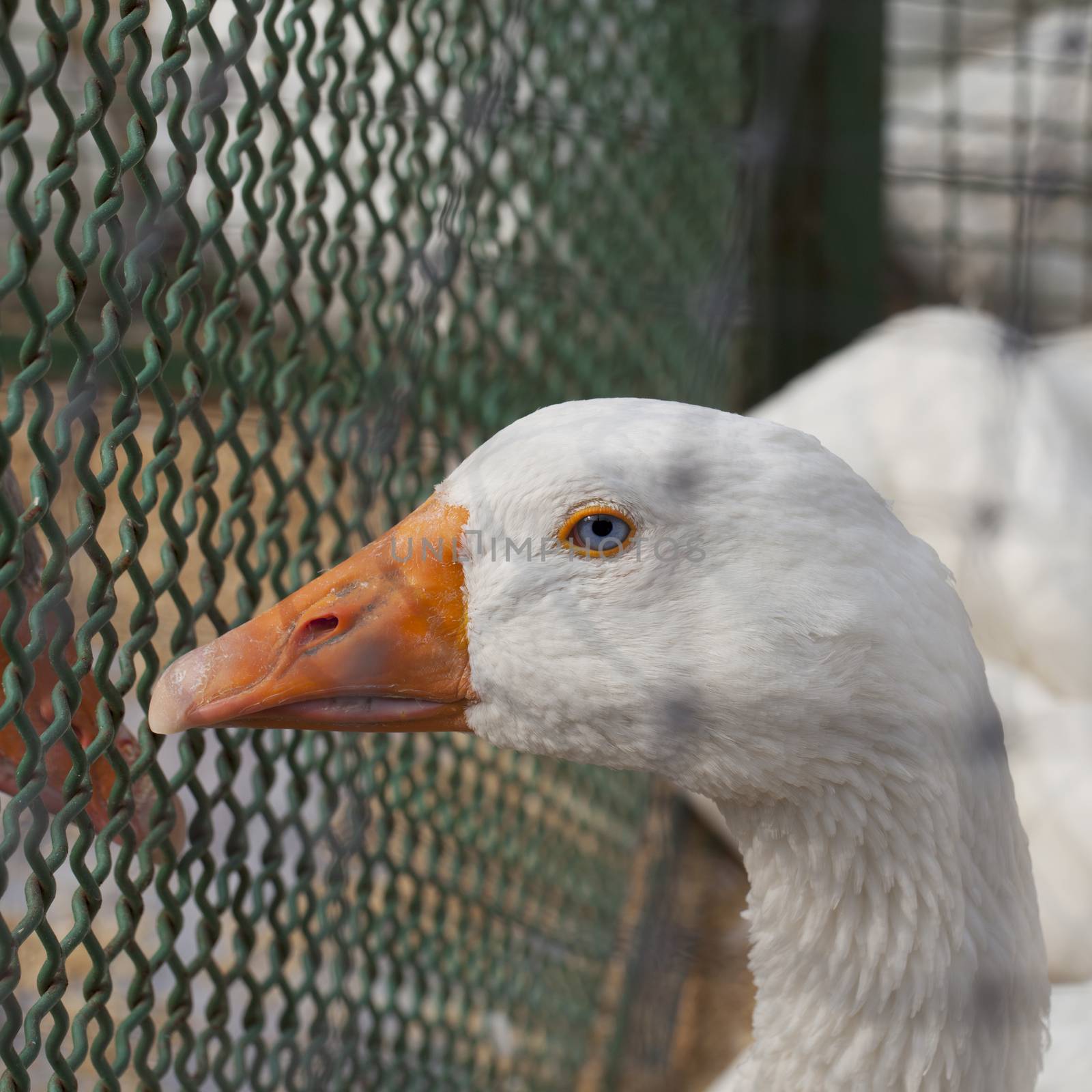 Still blue eyed duck, close up, square image