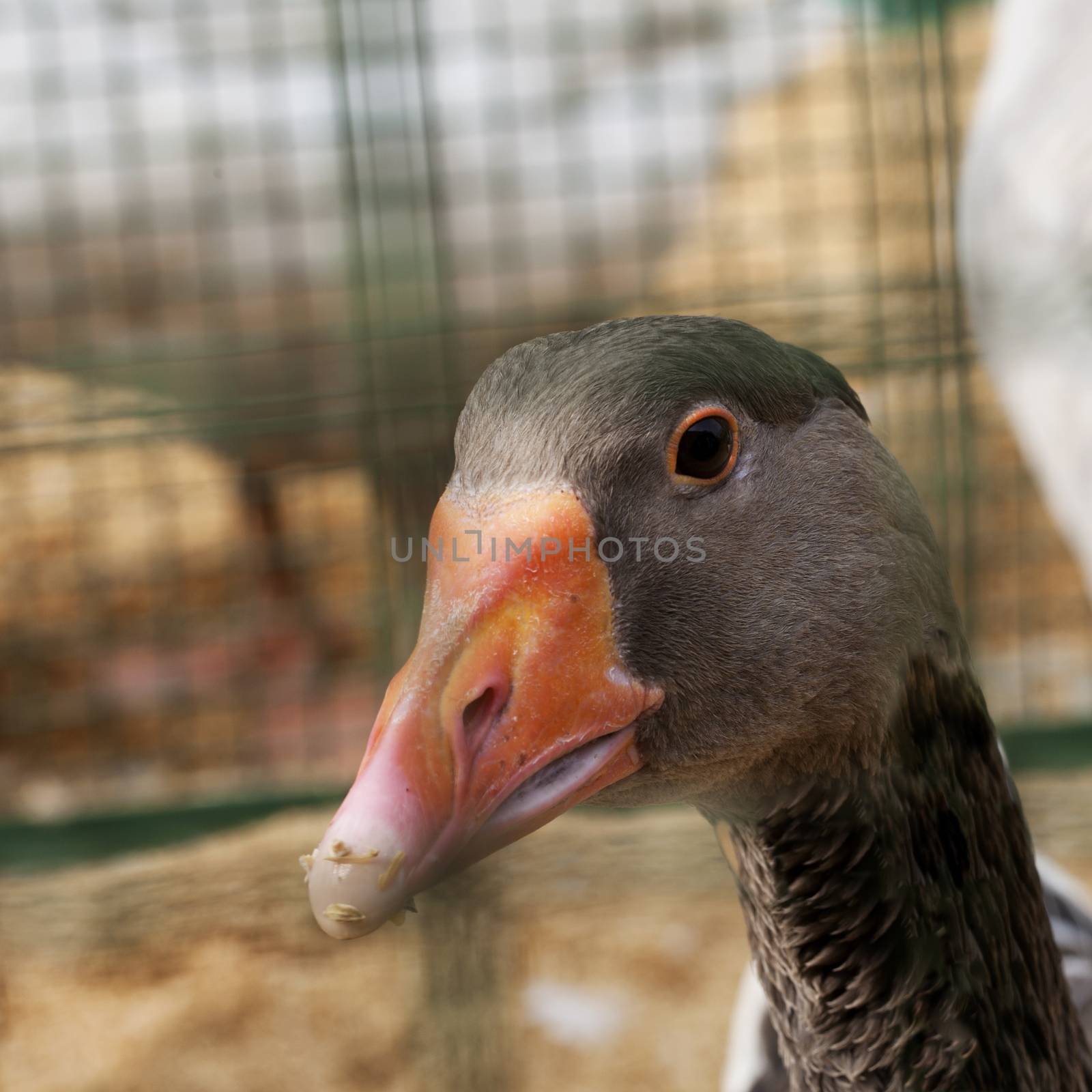 Gray duck in close up, square image