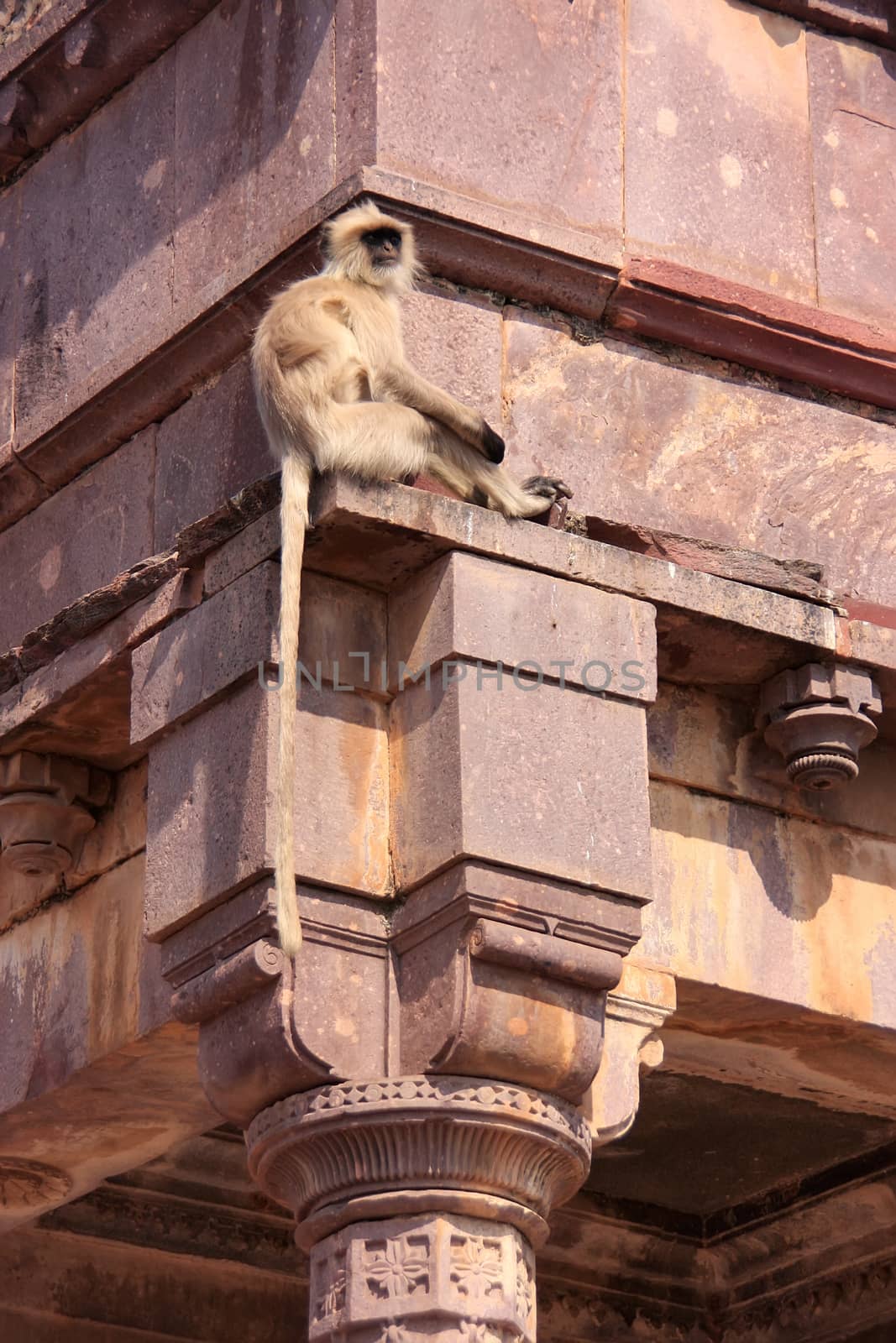 Gray langur (Semnopithecus dussumieri) sitting at Ranthambore Fort, Rajasthan, India