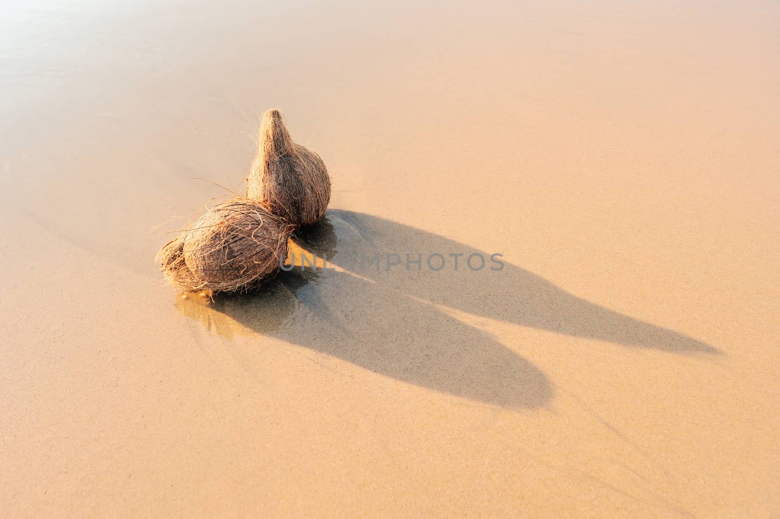 Two coconuts on the clean sandy beach