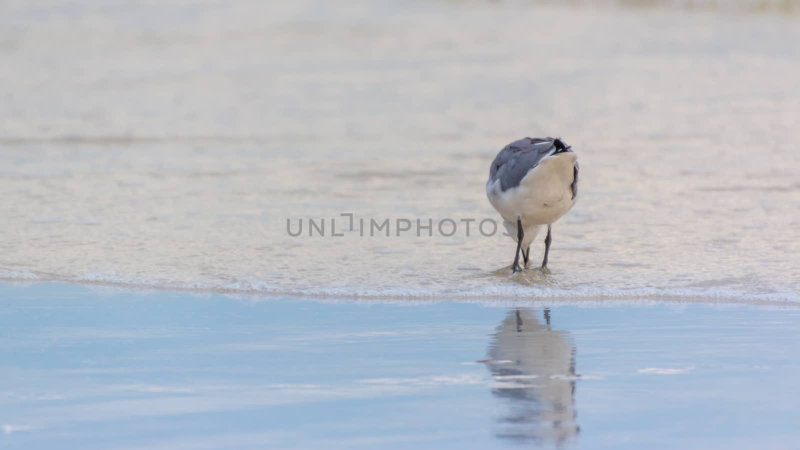 Seagull at the beach by derejeb