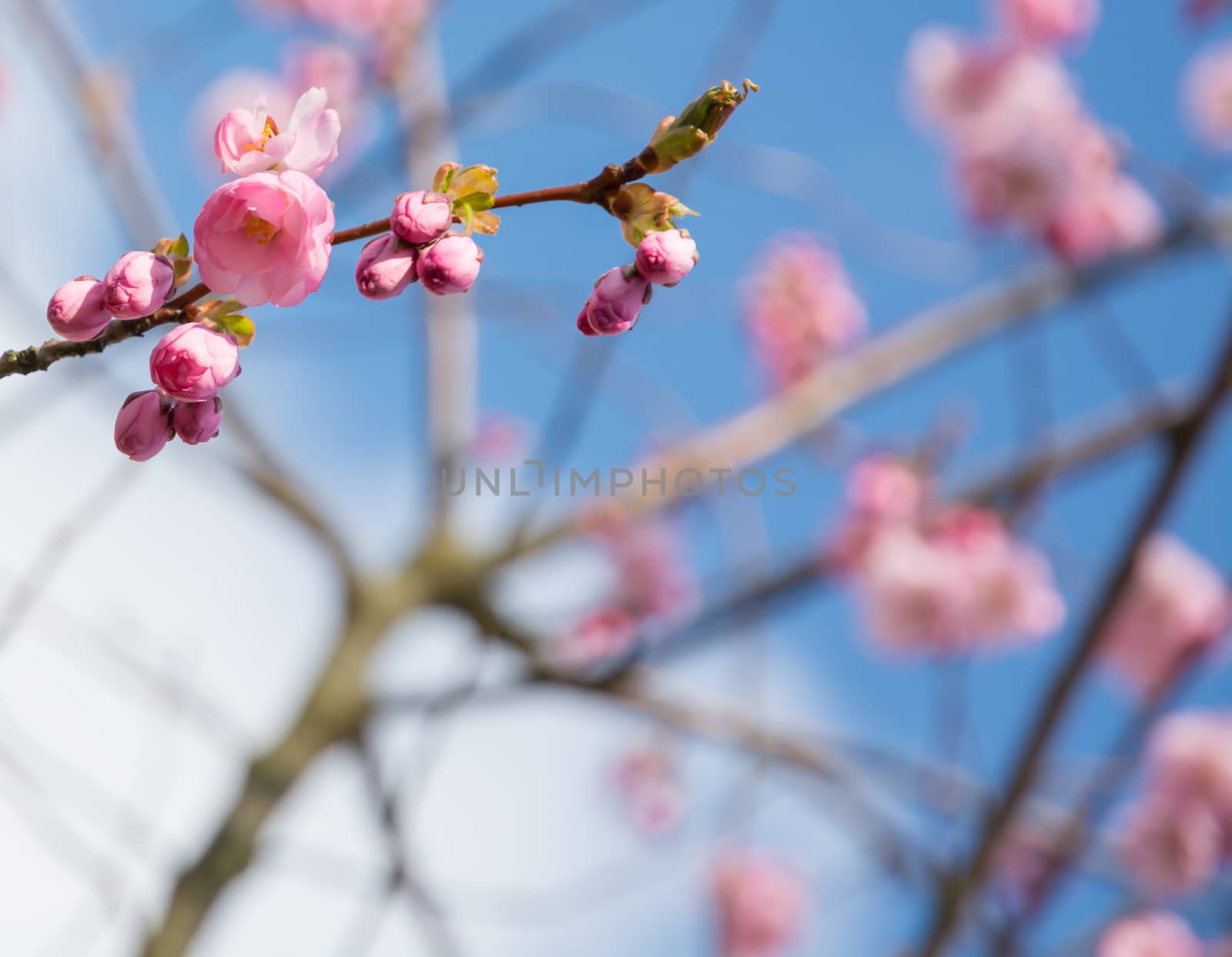 Pink cherry flowers foreground and background in blur, in the spring.