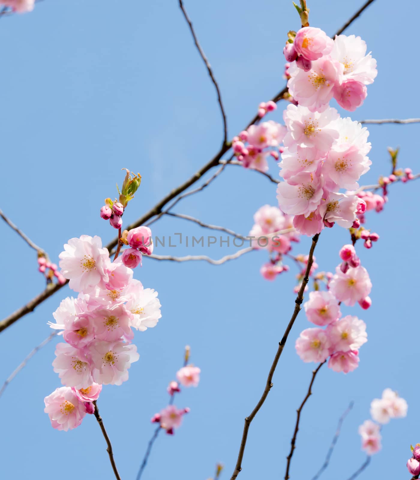 Pink cherry flowers on blue sky in the spring.