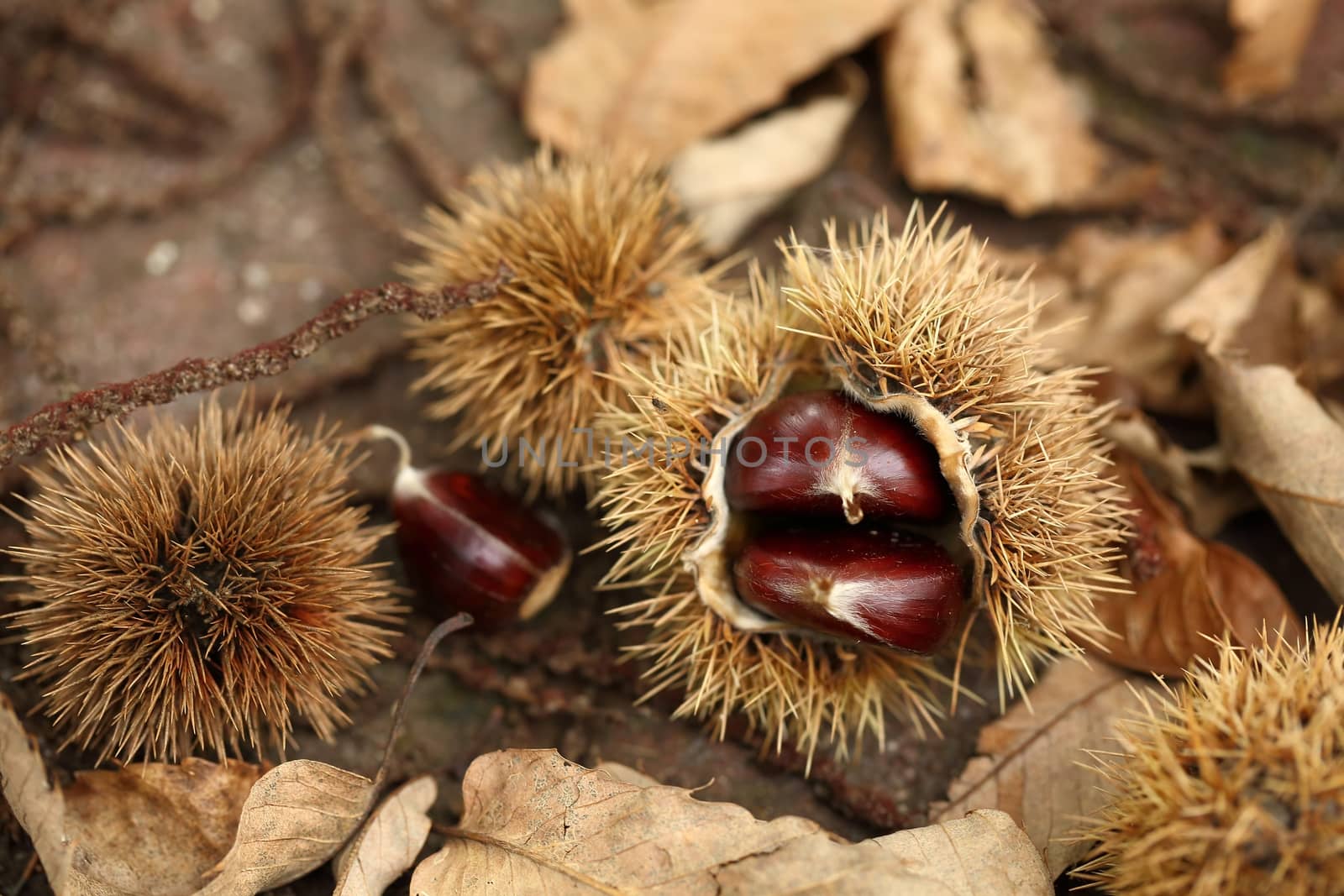 Chestnut by Gudella