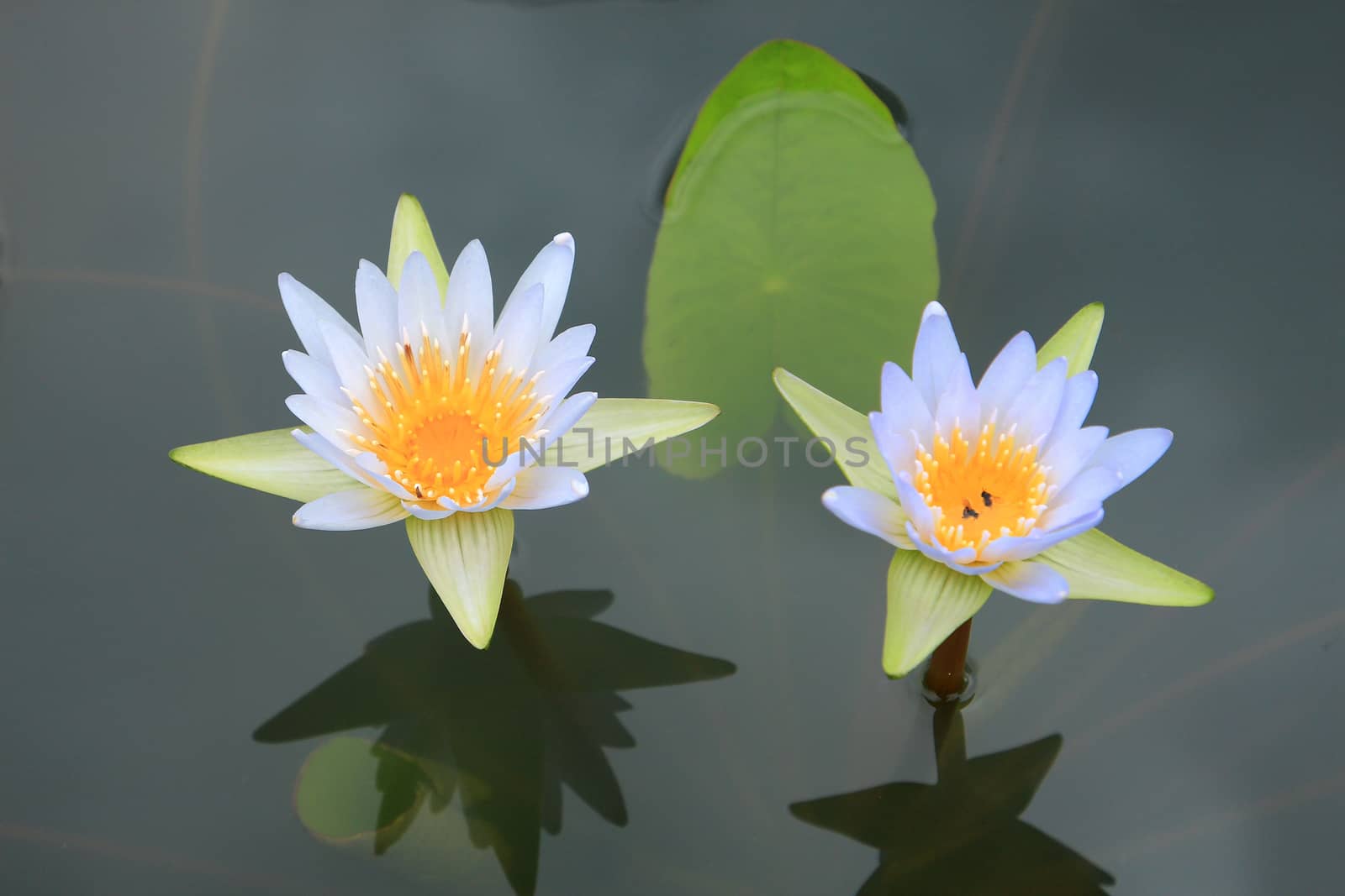 Blue waterlily on tropical garden