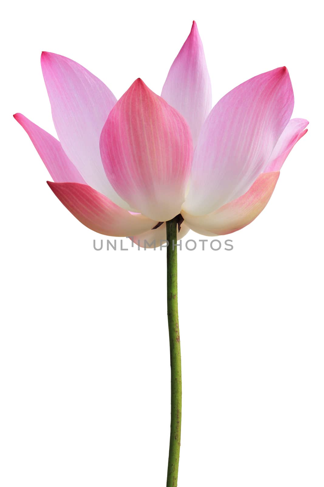 Pink waterlily isolated on white background