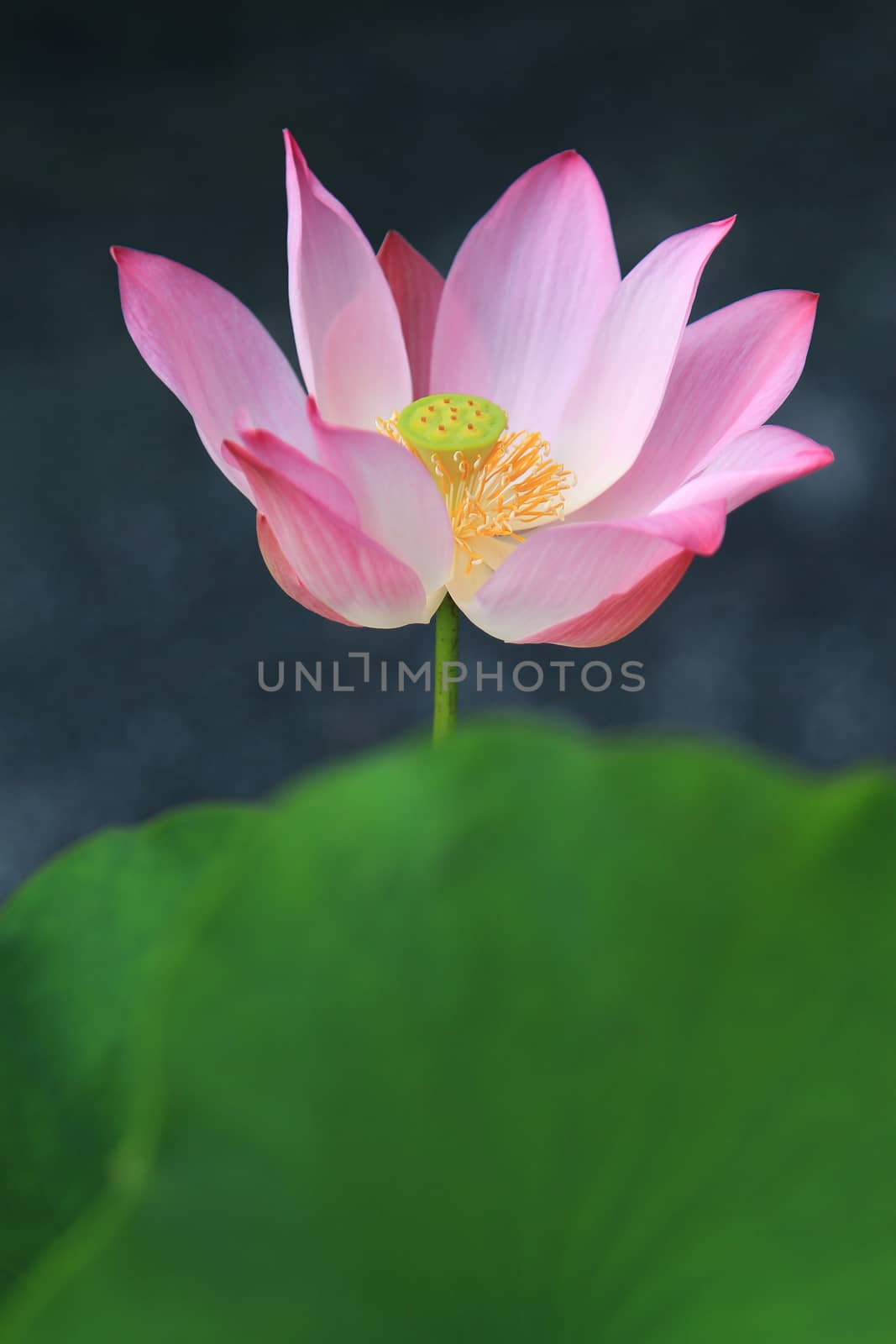 Pink waterlily on tropical garden by foto76