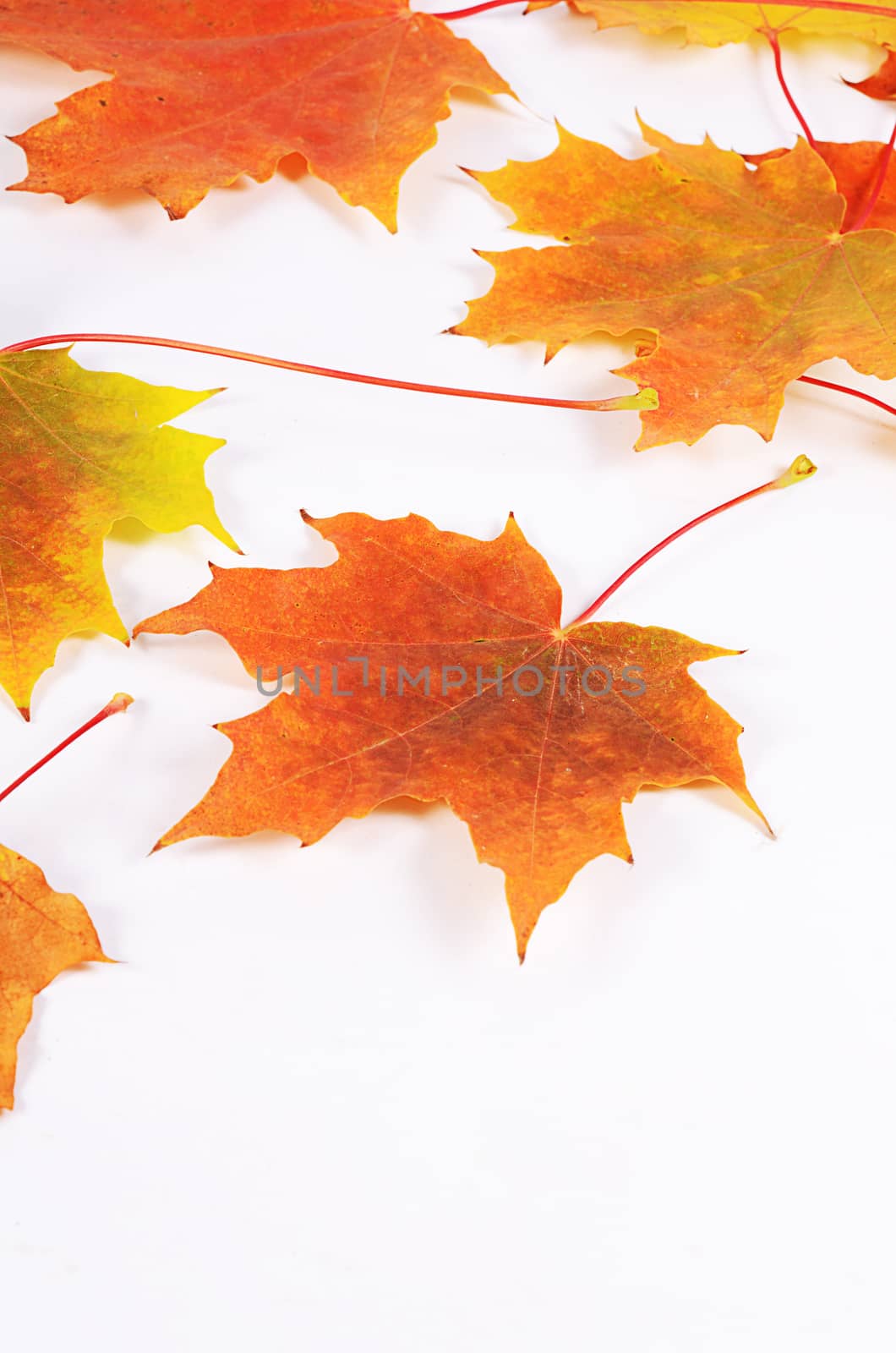 The autumn maple leaves as a  background