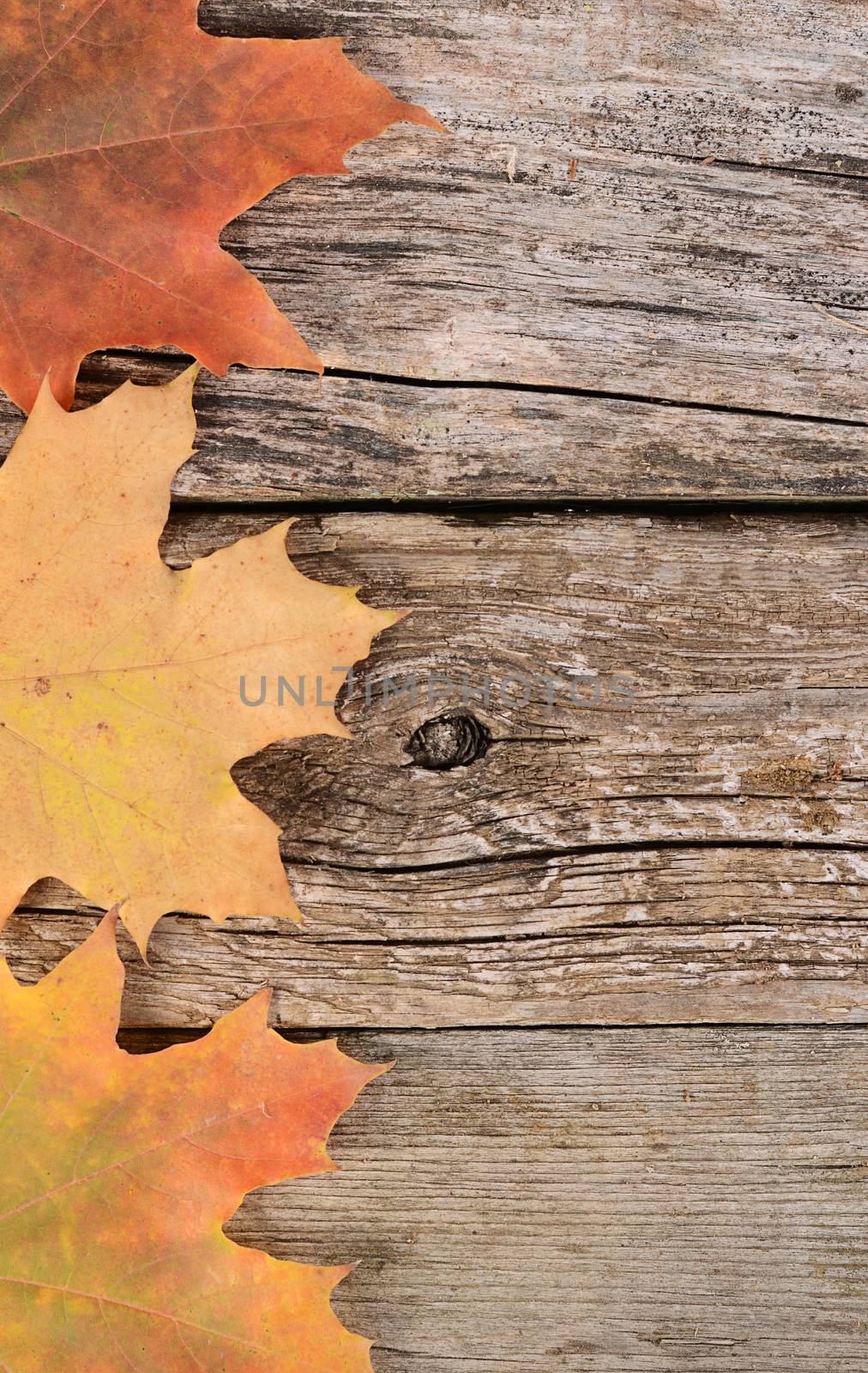 The autumn maple leaves on wooden background