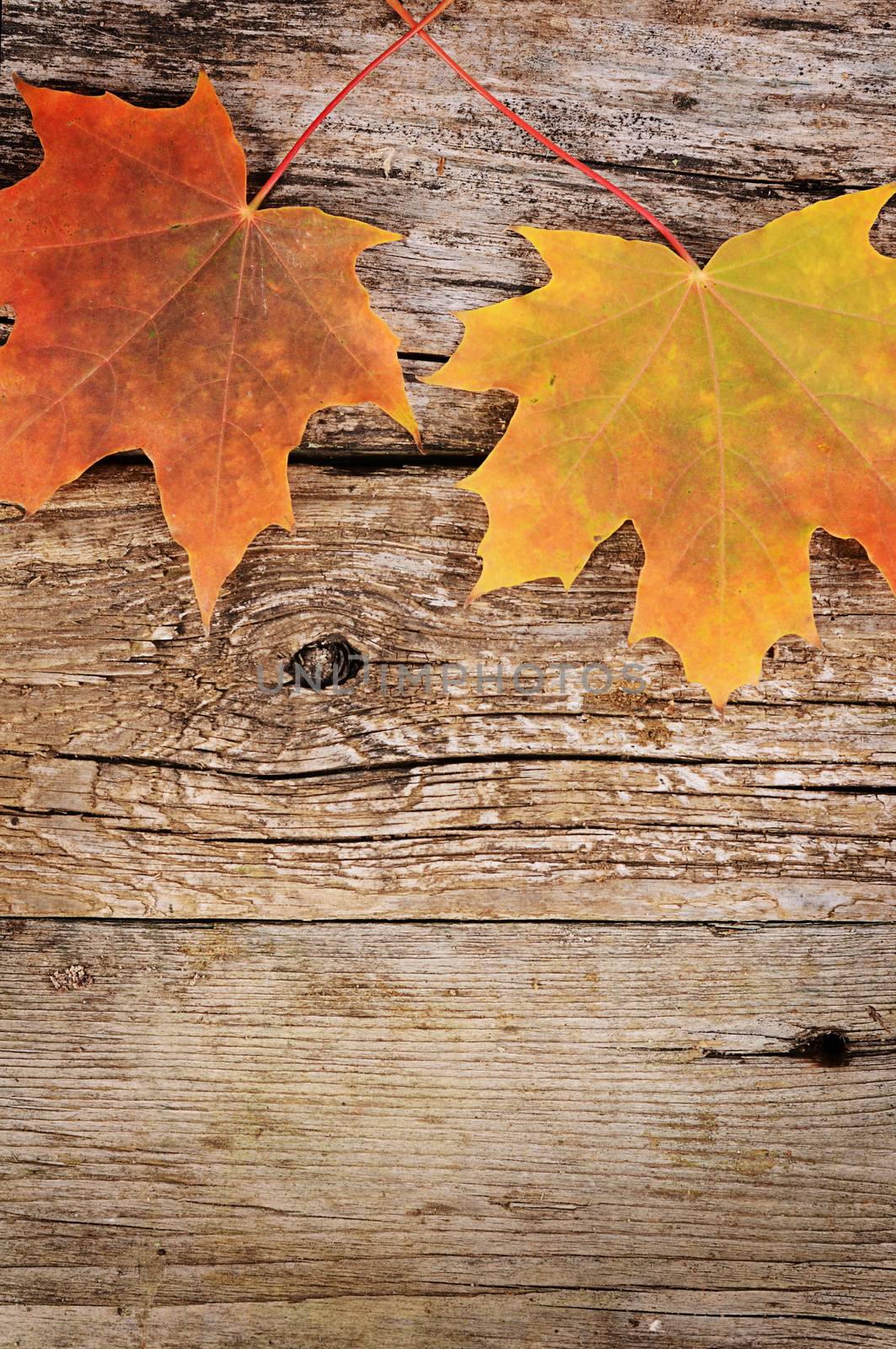 The autumn maple leaves on wooden background
