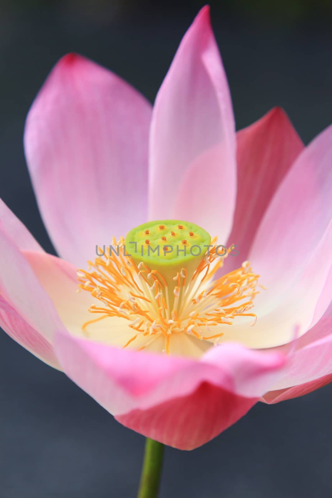 Close-up of pink  waterlily on tropical garden by foto76