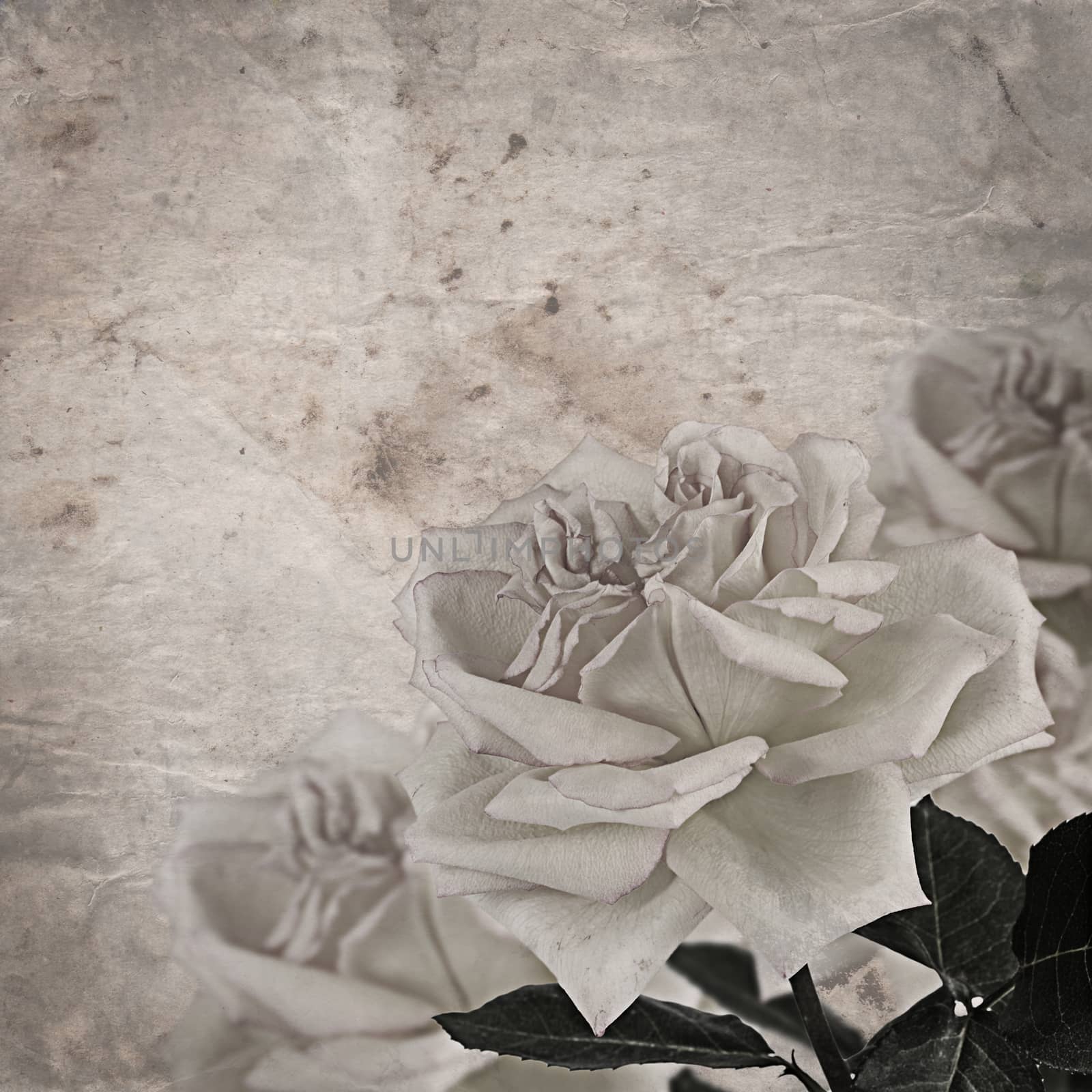 The beautiful rose as a vintage background