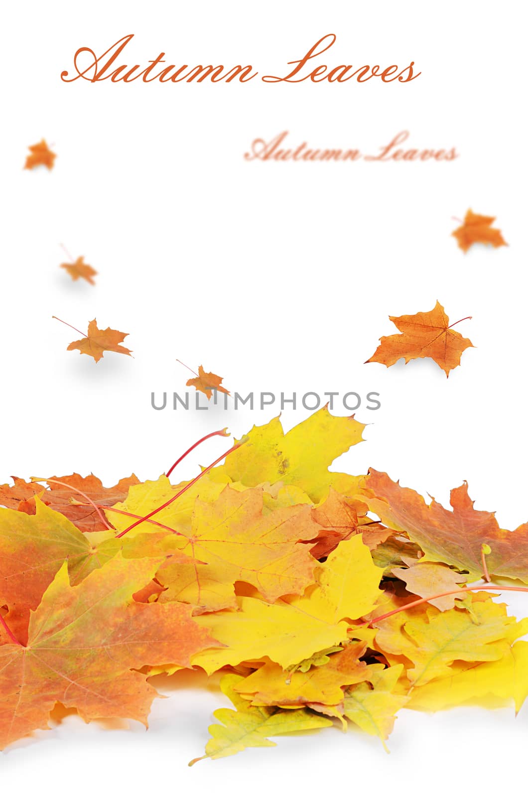 Autumn maple leaves isolated on white background