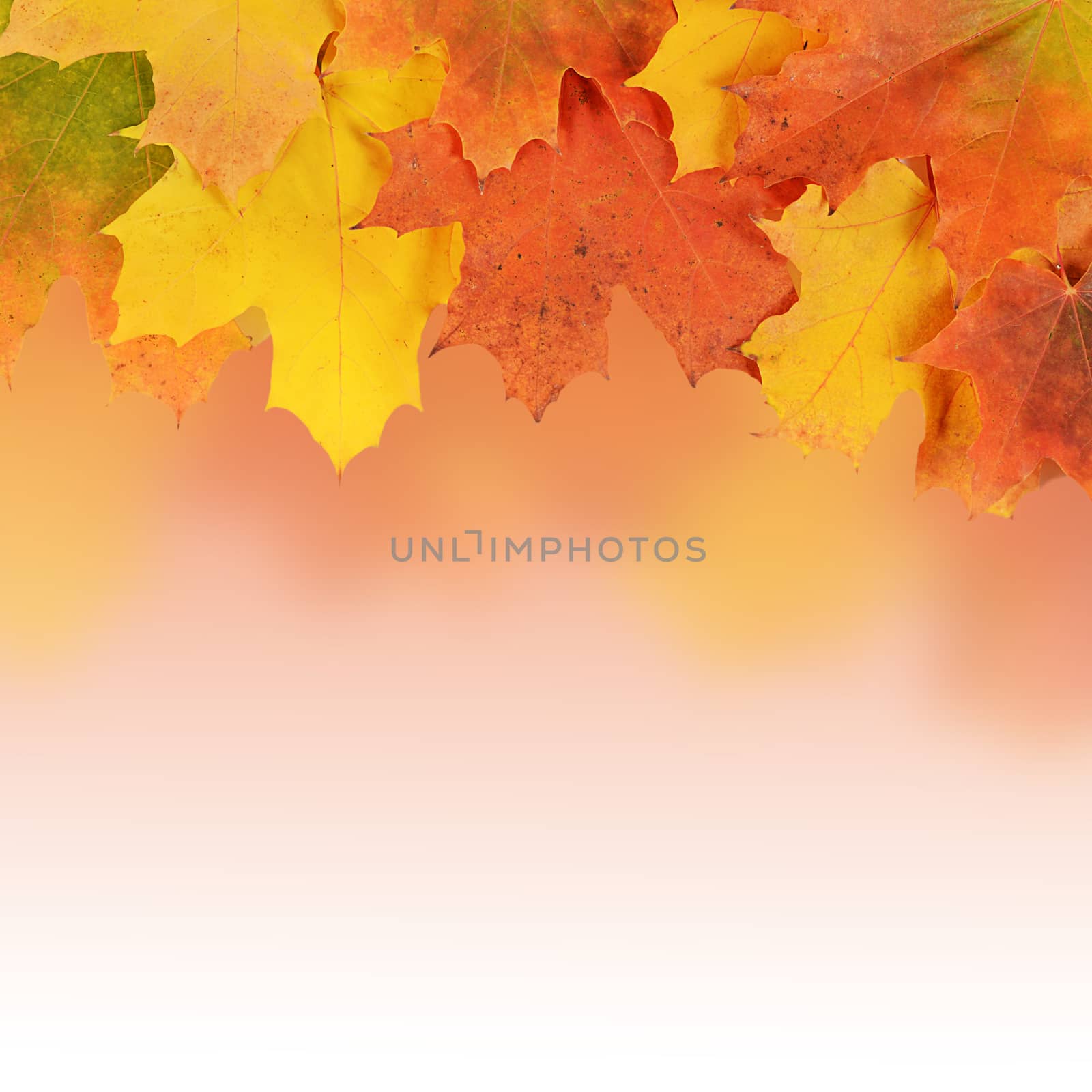 The autumn maple leaves as a  background