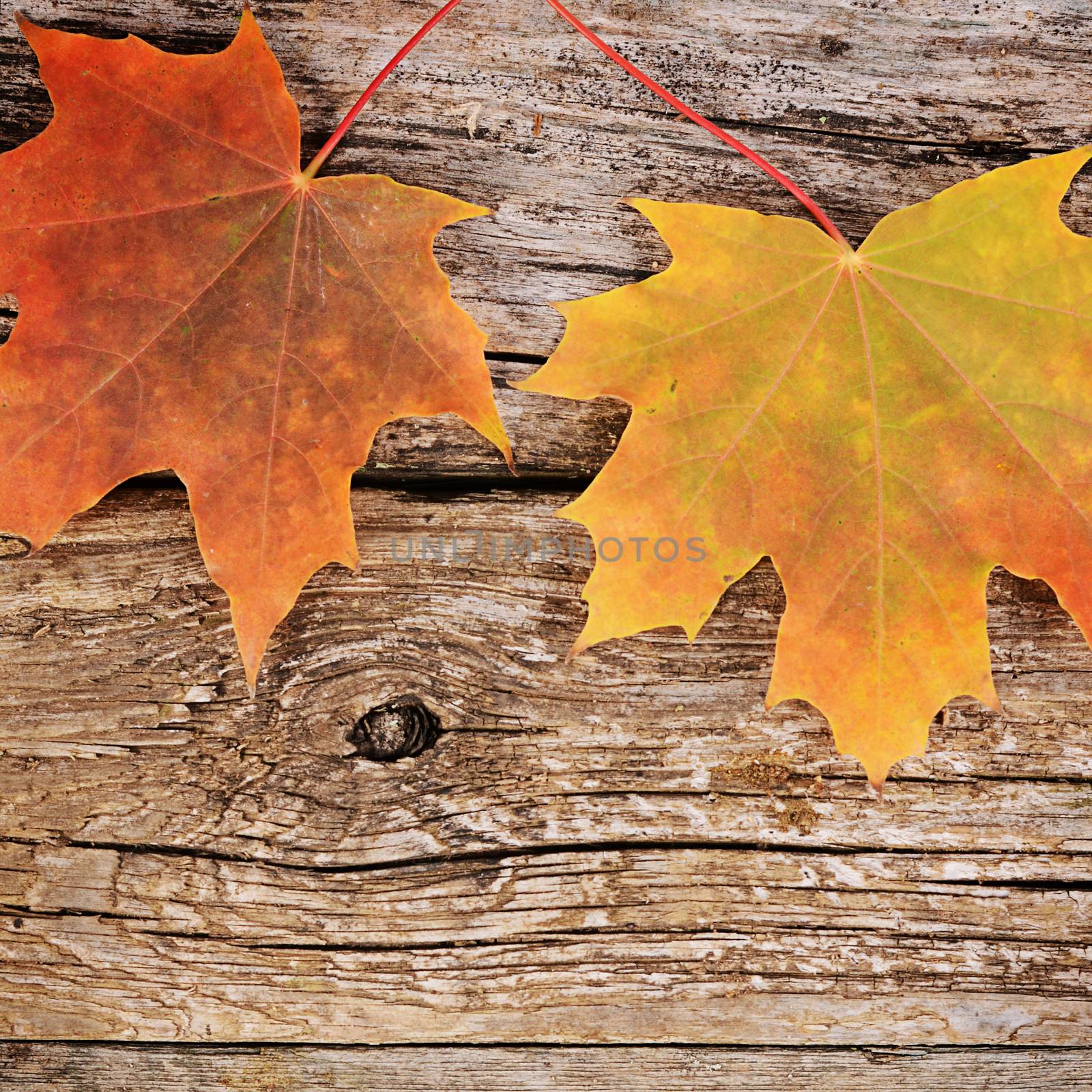 The autumn maple leaves on wooden background