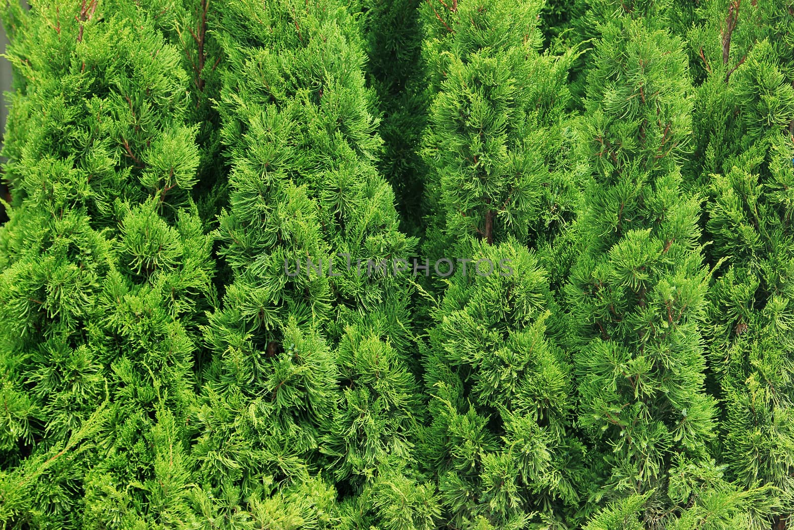 Green branches of Cedar by foto76