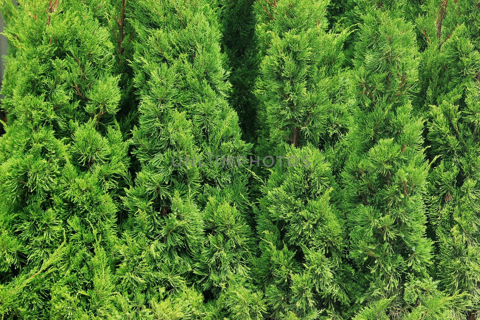 Green branches of Cedar