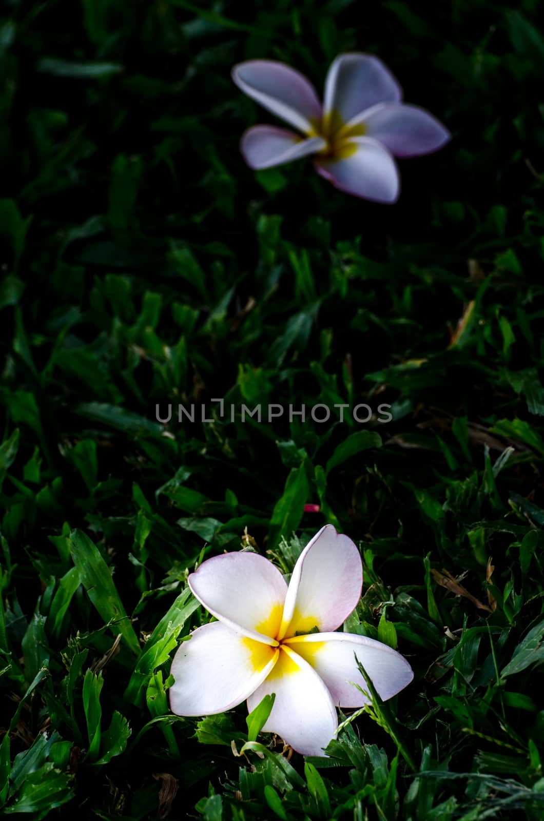 white and yellow frangipani flowers with leaves on grass by gigsuppajit
