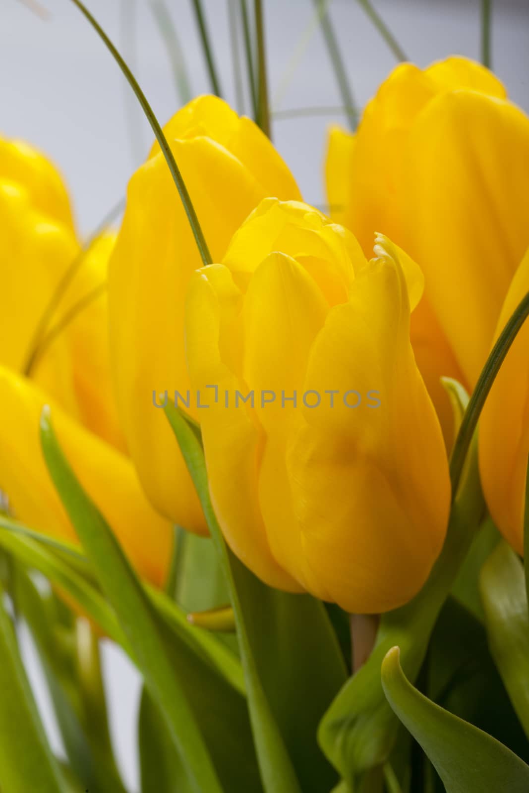 Yellow tulips isolated on white background 