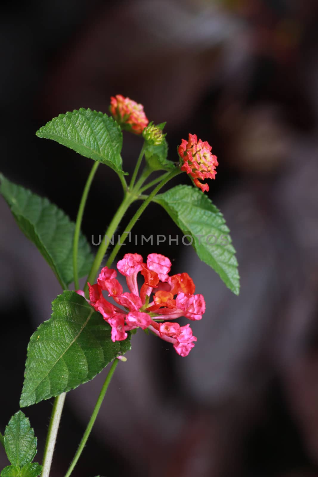 The branch of  lantana flower.It is the pink bunch.