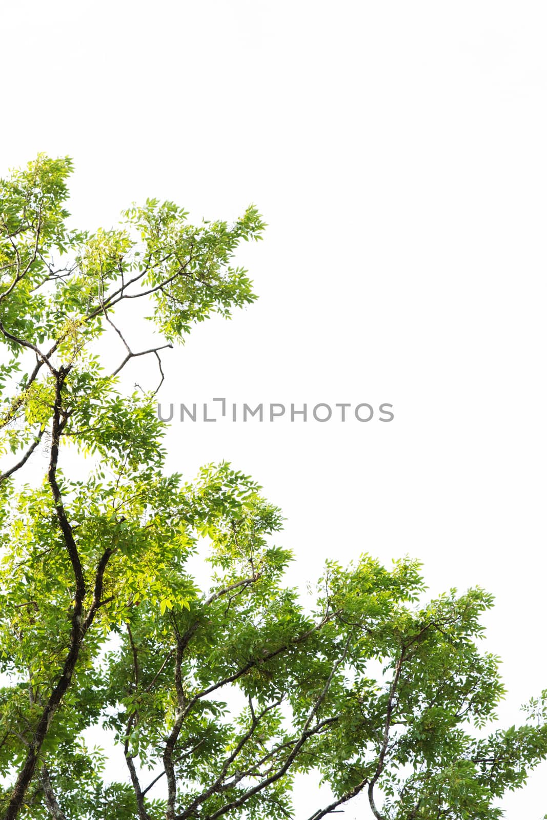 Under the tree with branch and green leaves