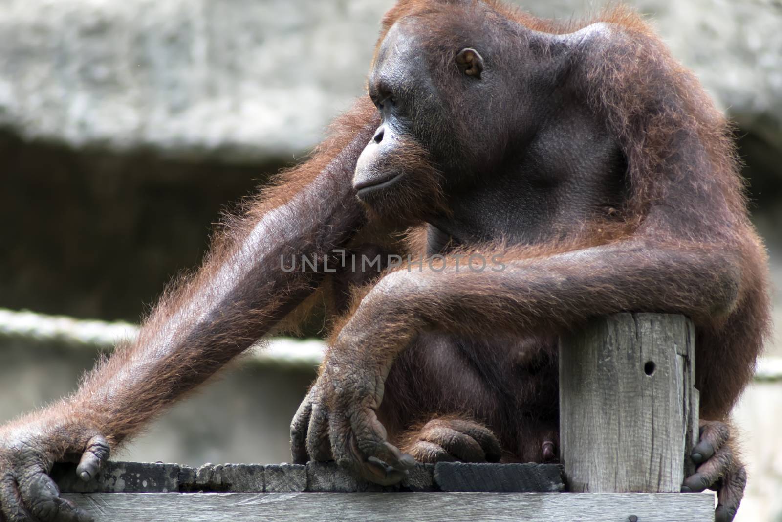 Bornean Orangutan, Pongo Pygmaeus. by GNNick